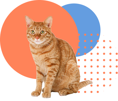 Affordable Surgeries